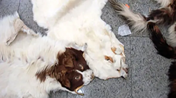 دستگیری شکارچی روباه در آمل