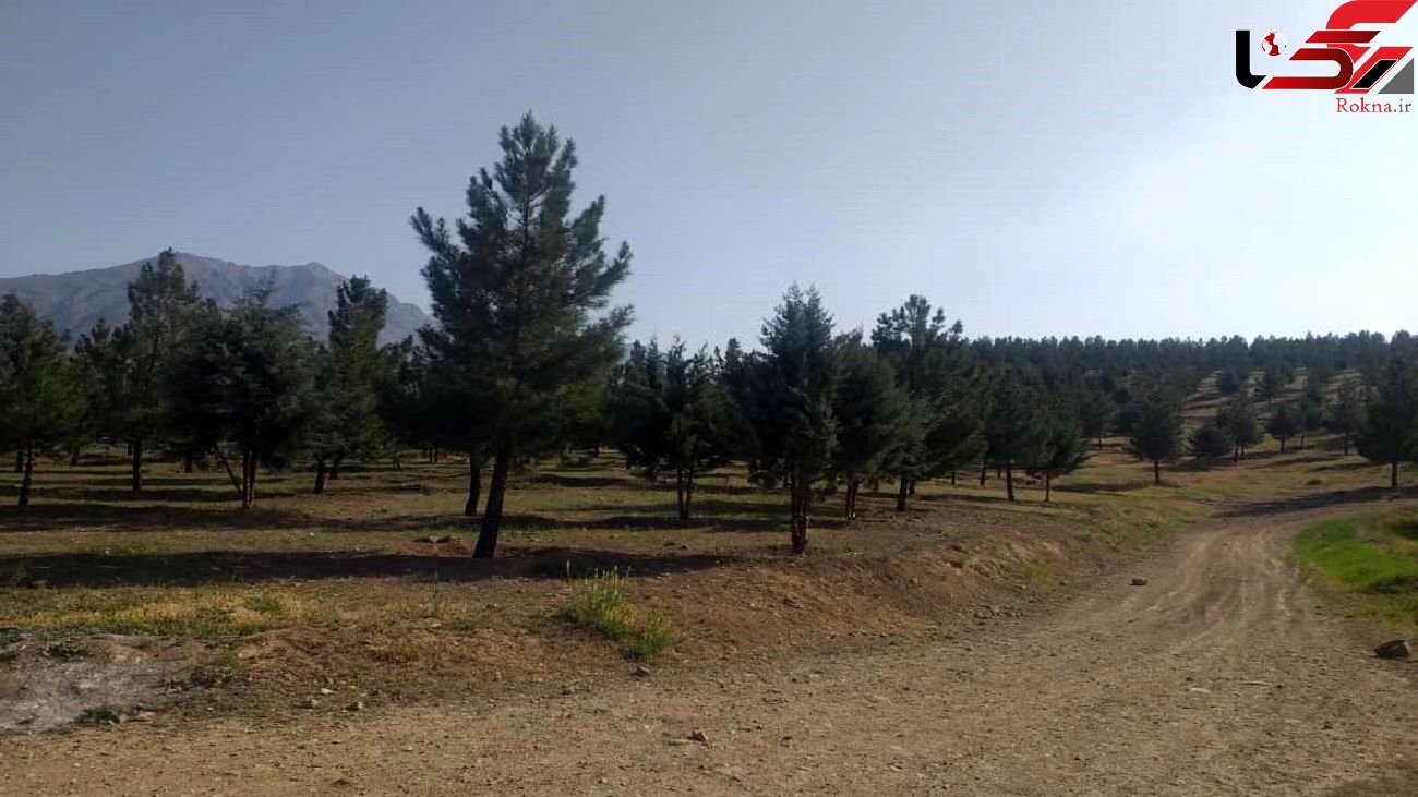 شهرداری منطقه۱۳ از جابجایی درختان خجیر جلوگیری کرد 