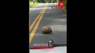پلیس مهربان را ببینید که با یک حیوان در وسط جاده چه کرد؟! + فیلم