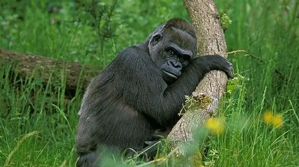 گوریل‌ها در آمریکا کرونا گرفتند