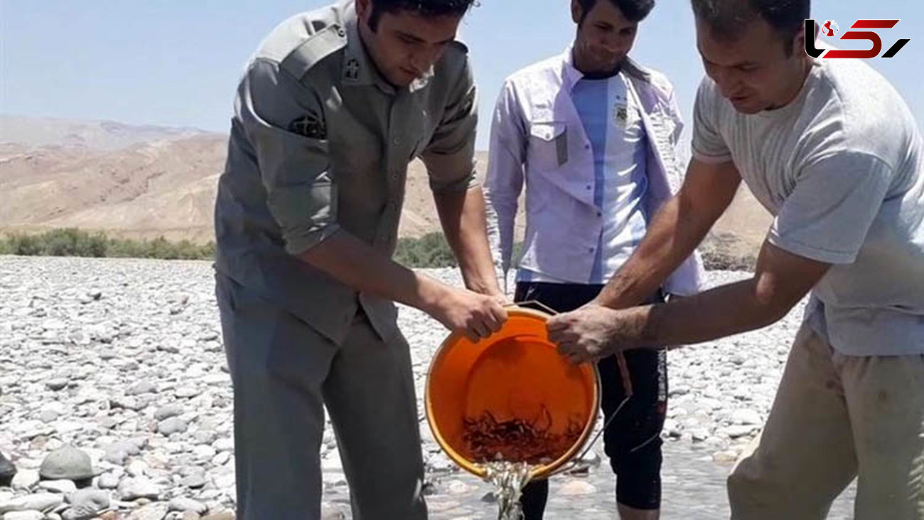  ۵۰۰۰ قطعه ماهی با انتقال به رودخانه سیمره لرستان نجات یافتند