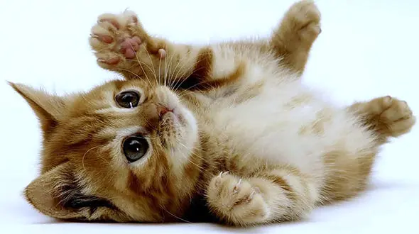 گربه‌ای که برای نجات بچه‌اش از جوان تهرانی کمک گرفت + فیلم