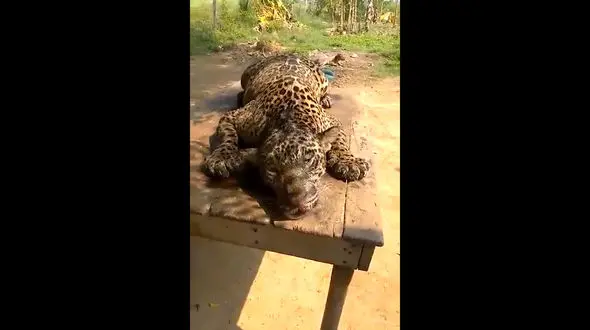 یوزپلنگ ناهار مردم ونزوئلا شد + فیلم 