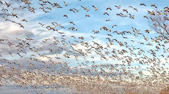 پرواز پرندگان مهاجر در مسیر «سیبری- نیل» از تالاب « مره »قم / میزبانی از 15 میلیون پرنده مهاجر