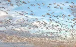 پرواز پرندگان مهاجر در مسیر «سیبری- نیل» از تالاب « مره »قم / میزبانی از 15 میلیون پرنده مهاجر