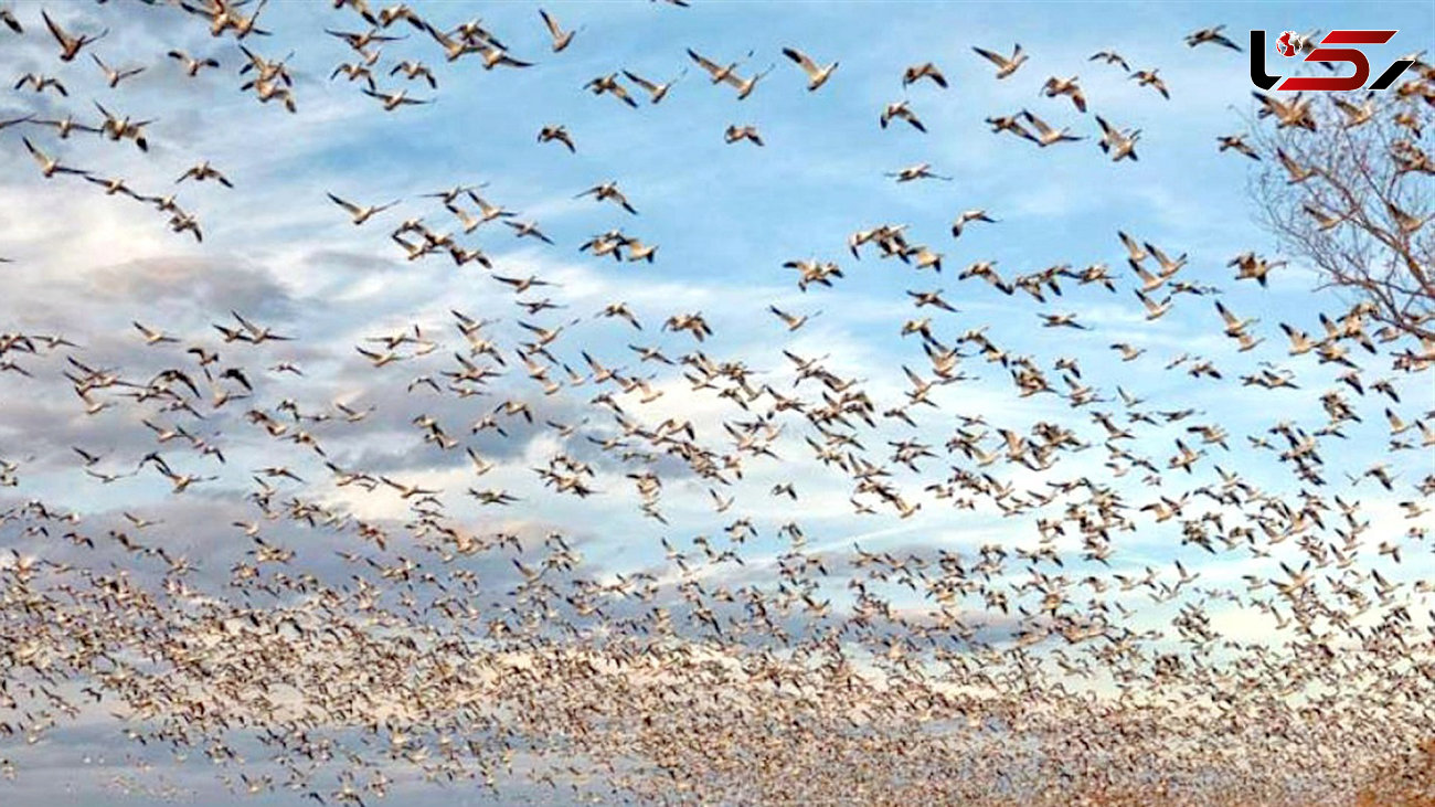 پرواز پرندگان مهاجر در مسیر «سیبری- نیل» از تالاب « مره »قم / میزبانی از 15 میلیون پرنده مهاجر