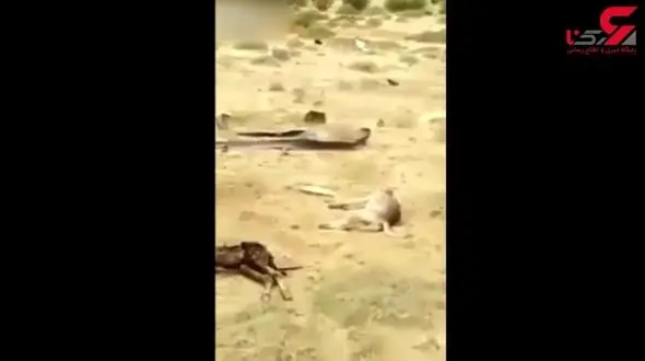 انتقام یک الاغ از گرگی که فرزندش را کشته بود +تصویر