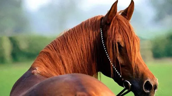 قولنج این اسب شکست + فیلم