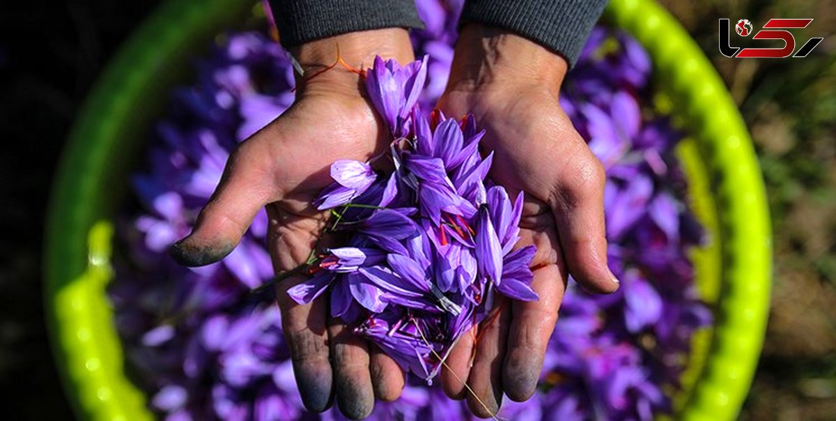 حمایت زعفران کاران برای جمع شدن مافیای طلای سرخ از ایران