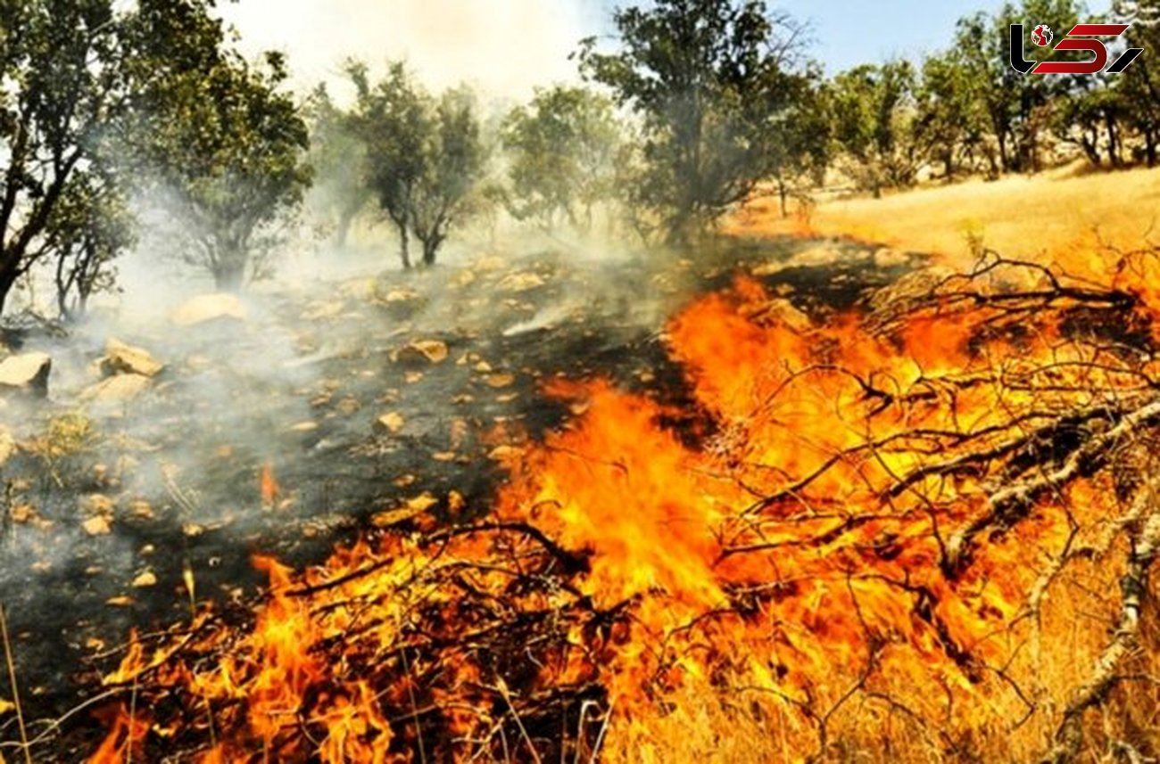 عامل آتش سوزی عرصه های منابع طبیعی کازرون شناسایی شد