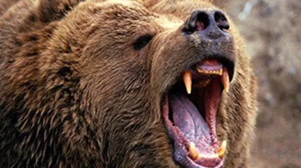 خرس وحشی 2 مرد را در ایذه درید