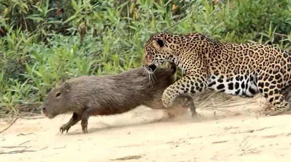شکار کاپیبارا توسط جگوار وحشی + فیلم