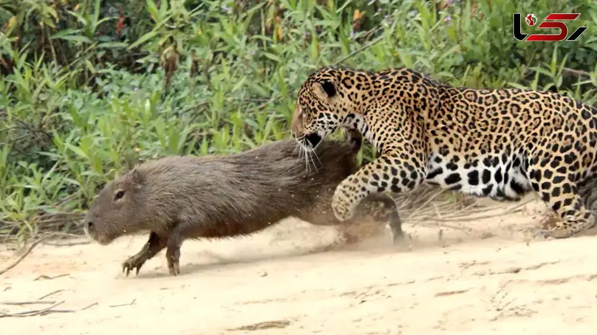 شکار کاپیبارا توسط جگوار وحشی + فیلم