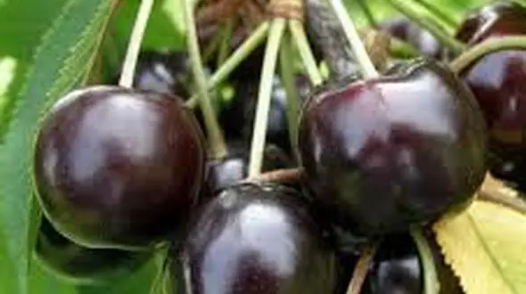 جشنواره گیلاس در شهر هیر اردبیل برگزار می‌شود