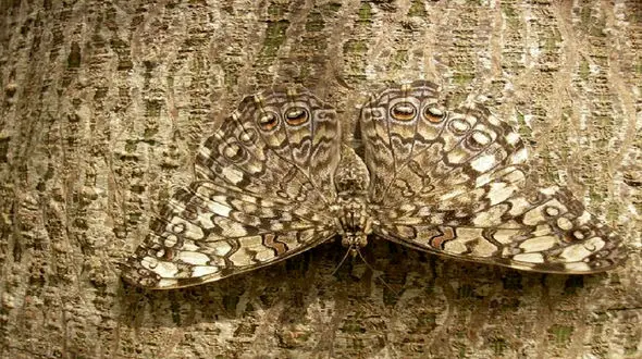 نحوه استتار حیوانات گوناگون در دل طبیعت + فیلم