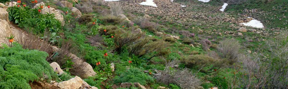شاهو بام سبز کردستان و سرزمین آرامش + فیلم 