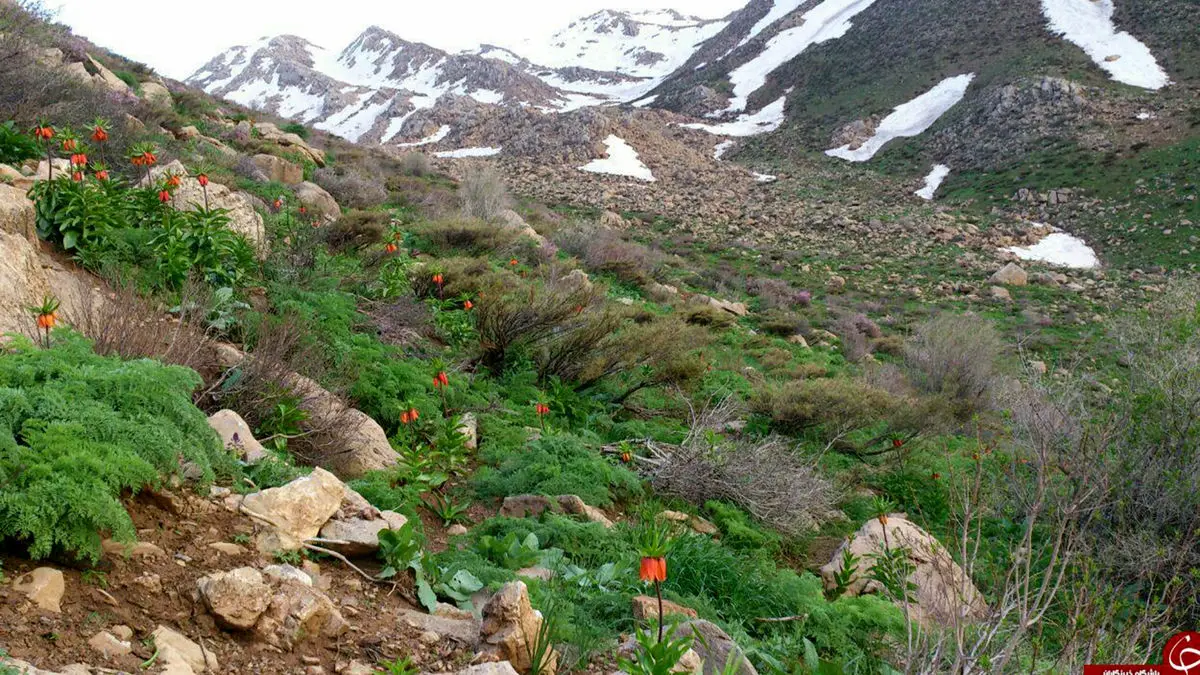 شاهو بام سبز کردستان و سرزمین آرامش