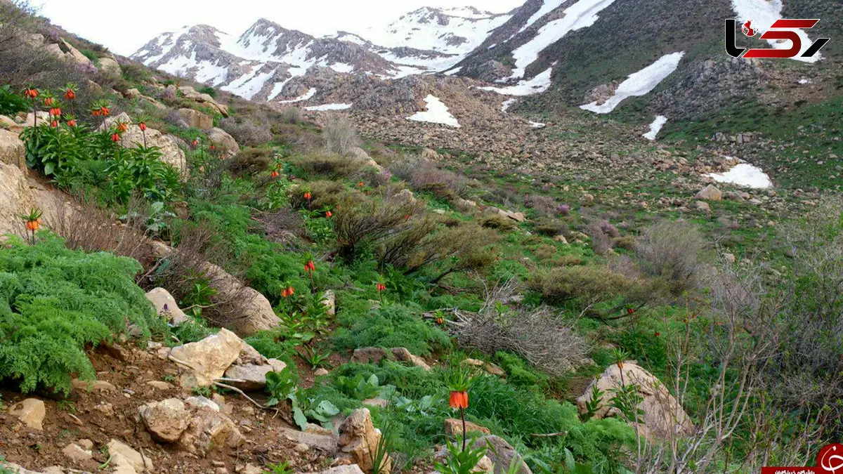 شاهو بام سبز کردستان و سرزمین آرامش + فیلم 