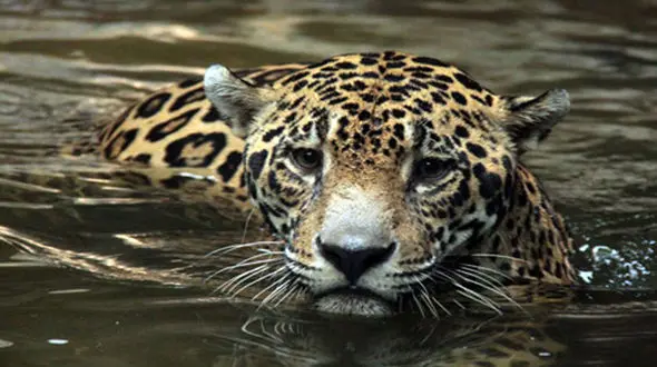 فیلم حماسه ای / نجات جگوار زخمی با گلوله  از رودخانه + فیلم 