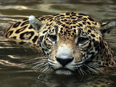 فیلم حماسه ای / نجات جگوار زخمی با گلوله  از رودخانه + فیلم 