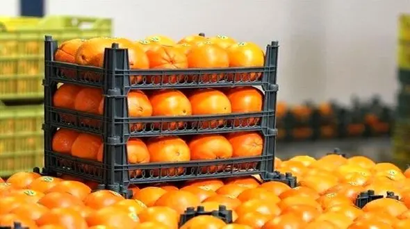 افزایش ۳۰ درصدی مراجعان به میادین میوه و تره‌بار شهرداری تهران