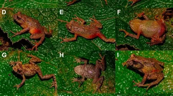 کشف موجود عجیب و کوچک با چشم‌ های قرمز در دل جنگل‌ های پرو