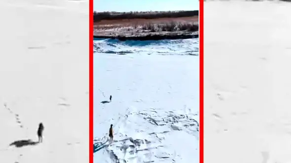 فیلم فرار خارق العاده خرگوش از محاصره سگ ها