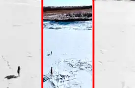 فیلم فرار خارق العاده خرگوش از محاصره سگ ها