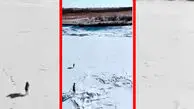 فیلم فرار خارق العاده خرگوش از محاصره سگ ها
