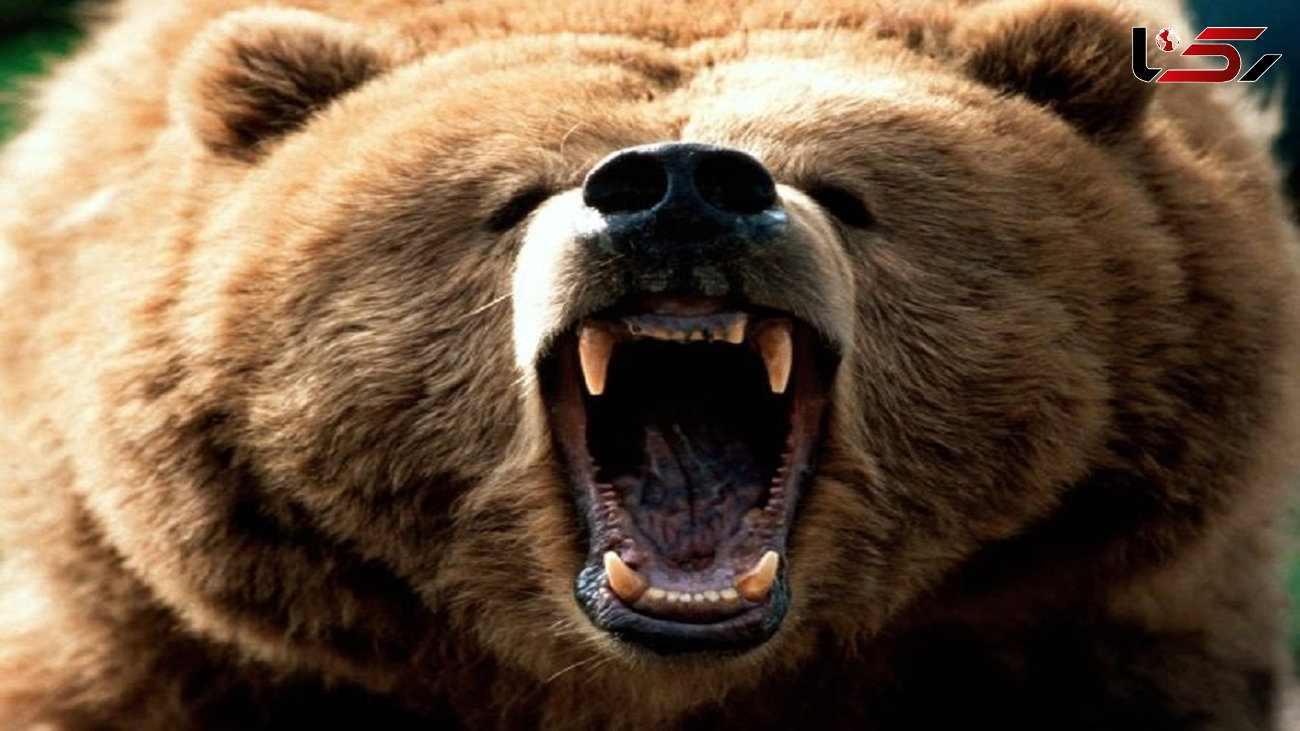 حمله خونین خرس وحشی به 2 مرد تنکابنی