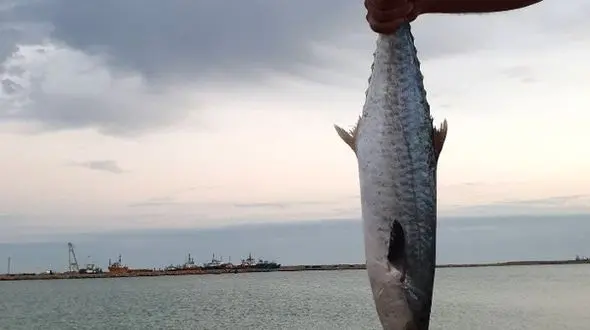 صید ماهی شیر در صیدگاه‌های خوزستان ممنوع می‌شود