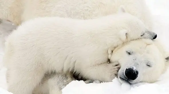 بازی بچه حیوانات با مادرشان + فیلم