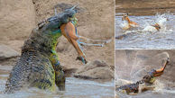 لحظه دلهره آور حمله تمساح 5 متری به غزال نگون بخت +تصاویر