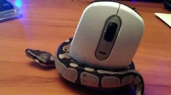 خنگ‌ترین مار دنیا را ببینید / عکس