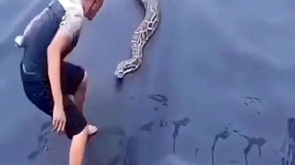 لحظه وحشتناک حمله مار غول پیکر به مرد جوان ! + فیلم 