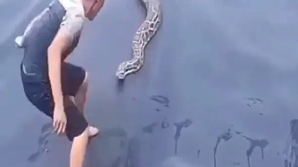 لحظه وحشتناک حمله مار غول پیکر به مرد جوان ! + فیلم 