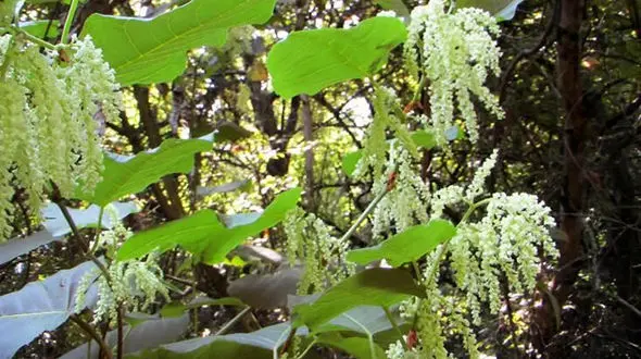 گره گیاه ژاپنی یک گیاه عجیب + فیلم