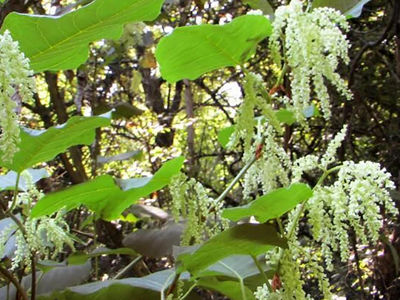 گره گیاه ژاپنی یک گیاه عجیب + فیلم