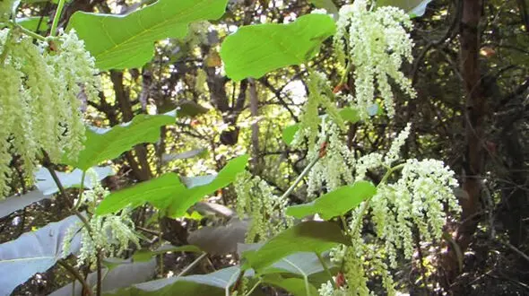 گره گیاه ژاپنی یک گیاه عجیب + فیلم