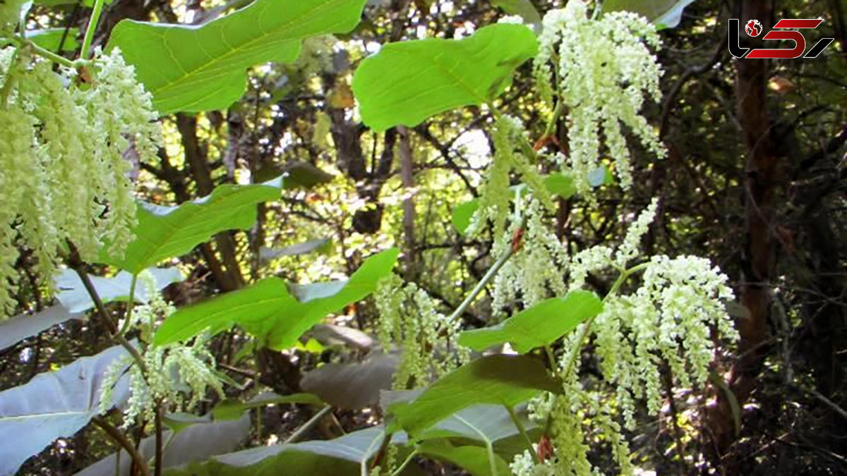 گره گیاه ژاپنی یک گیاه عجیب + فیلم