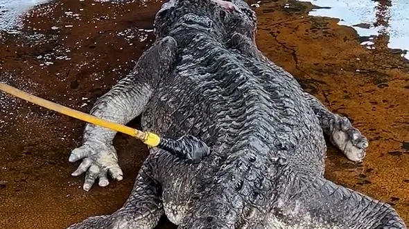 فیلم آماده سازی تمساح برای سلاخی و فرآوری