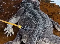 فیلم آماده سازی تمساح برای سلاخی و فرآوری