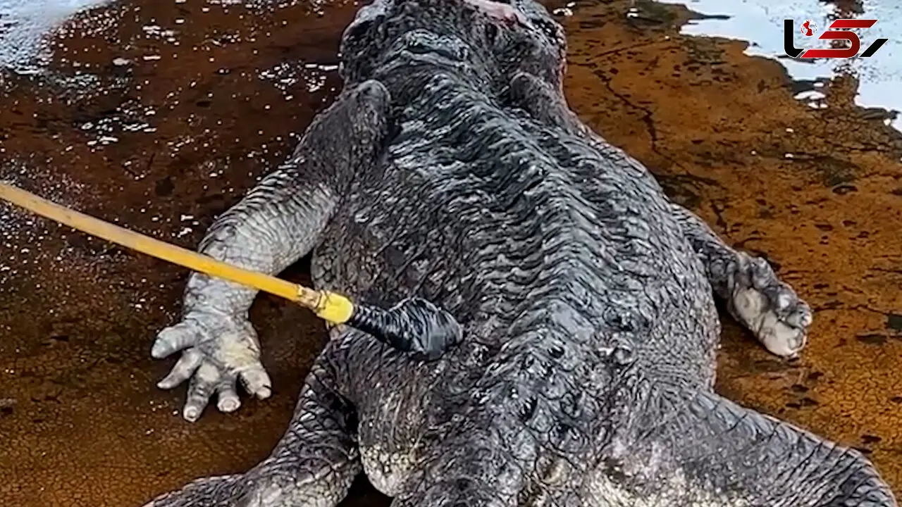 فیلم آماده سازی تمساح برای سلاخی و فرآوری