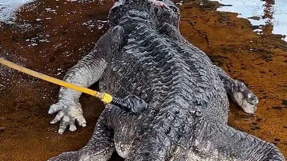 فیلم آماده سازی تمساح برای سلاخی و فرآوری