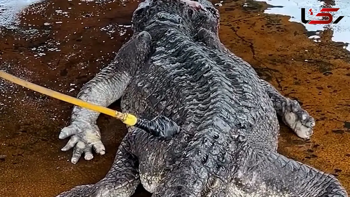 فیلم آماده سازی تمساح برای سلاخی و فرآوری