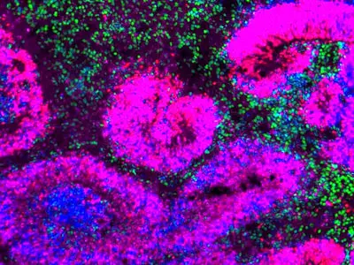 اولین اطلس توسعه مغز نشان می‌دهد چگونه سلول‌های بنیادی به نورون تبدیل می‌شوند