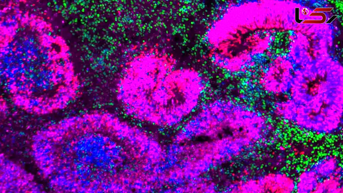 اولین اطلس توسعه مغز نشان می‌دهد چگونه سلول‌های بنیادی به نورون تبدیل می‌شوند