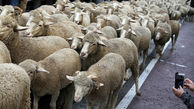 رژه گوسفندان مهاجر ! + عکس