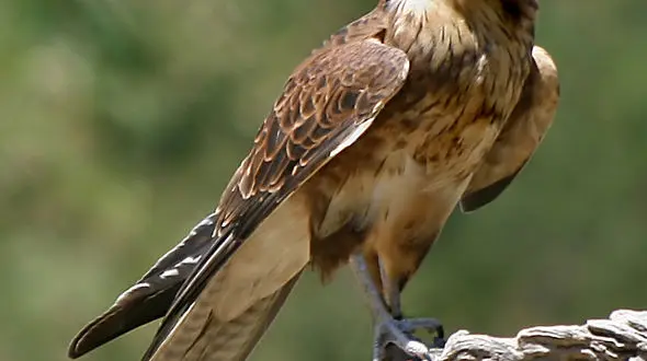 از شکار میمون توسط عقاب تاجدار تا شکار بزمجه توسط چنگال های عقاب