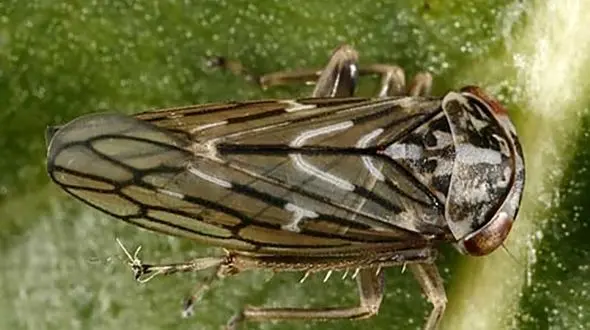 این حشره‌ علاقه ای به زندگی روی زمین ندارد! + عکس